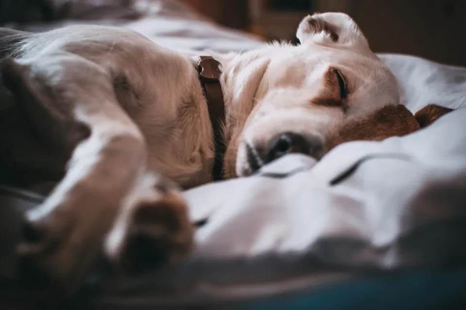 Dog resting on a white bed